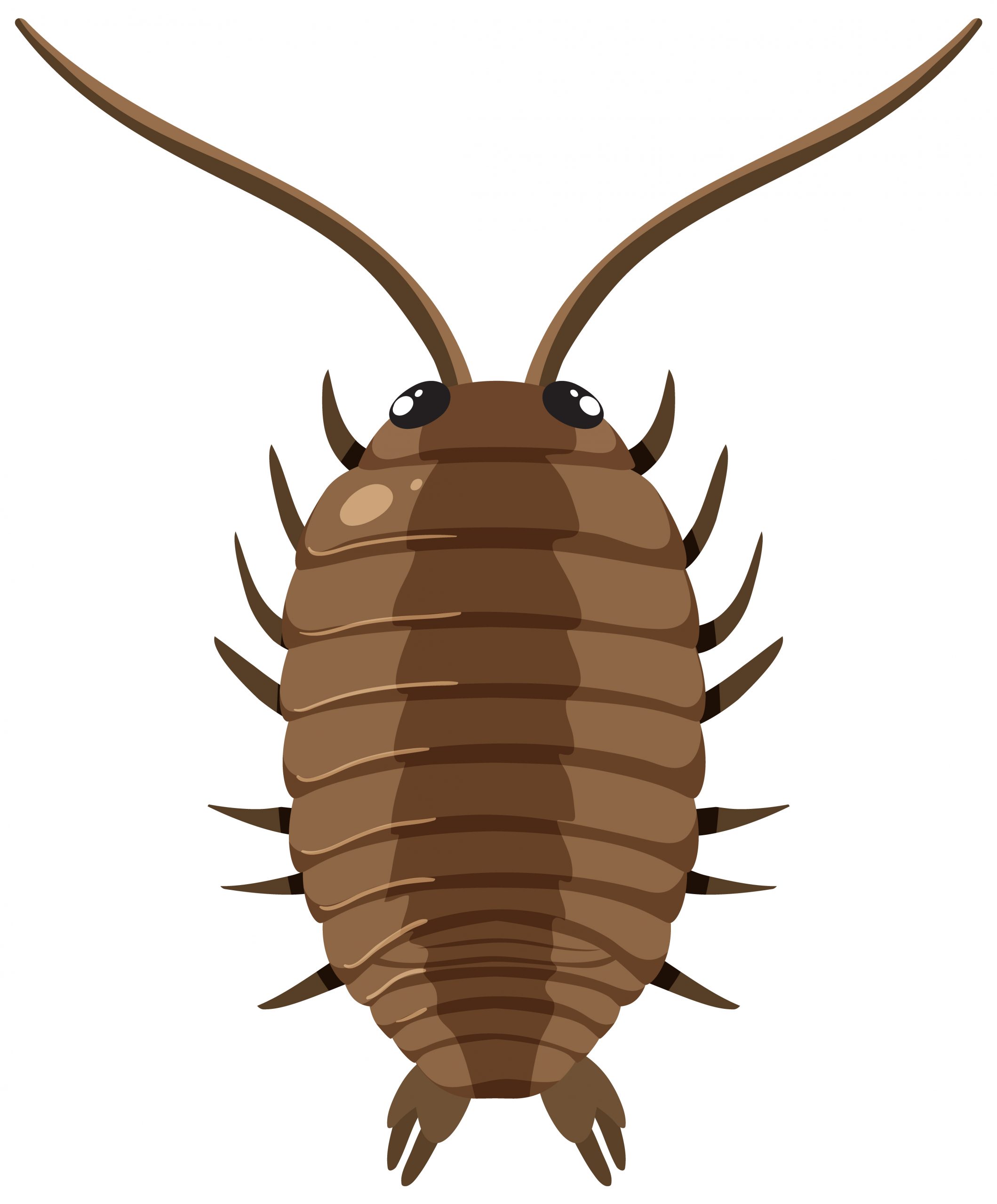 How to Treat Hair Lice in Type 4 Hair